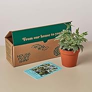 House Plant Box - Subscription: Indoor House Plant Box