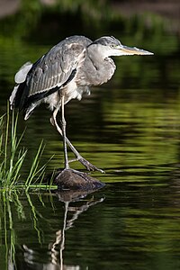 アオサギ (Ardea cinerea)、慶沢園にて