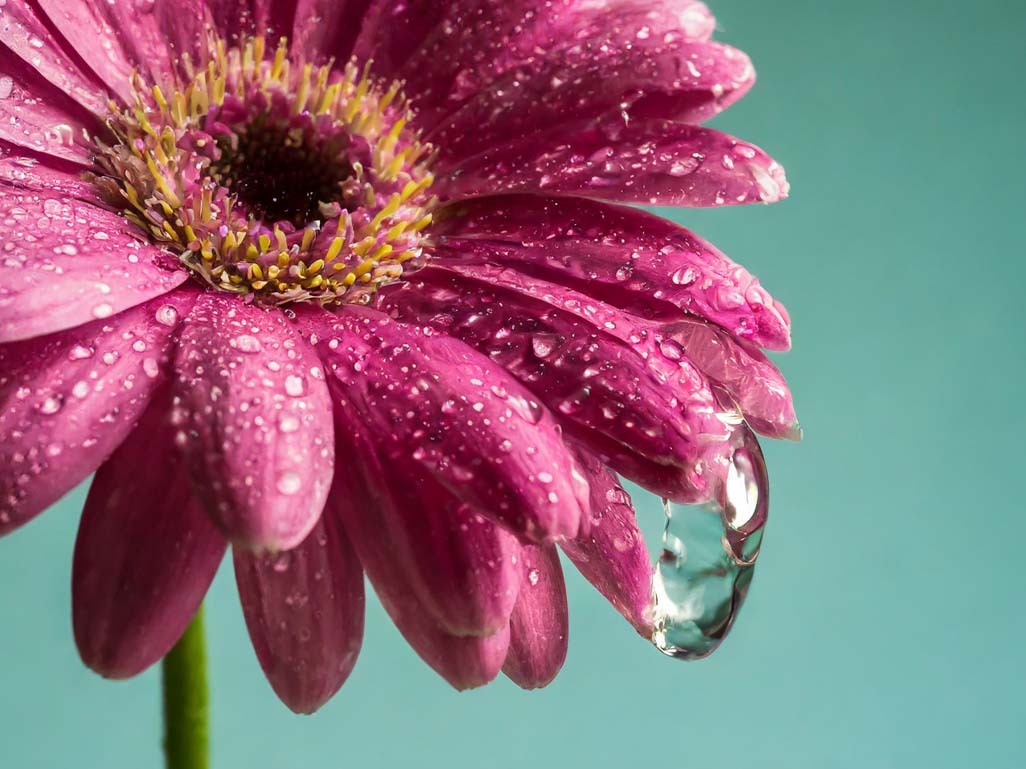 flower with drops of water symbolizing watery discharge