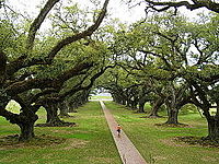 Meer dan 300 jaar oude groenblijvende eiken op de Oak Alley Plantation in de VS