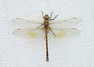 Anax ephippiger