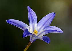 Scilla forbesii