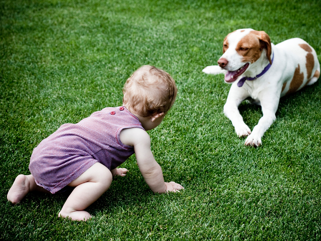 Toddler crawling towards a pet dog