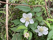 リュウキュウバライチゴの花