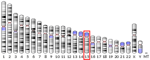 Chromosome 15 (human)