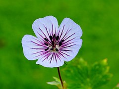 Geranium wallichianum