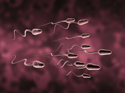 Illustration of swimming sperm