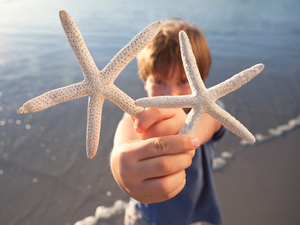 child at the beach, holding two dried starfish