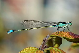 アオモンイトトンボ (Ischnura senegalensis)、大阪府大阪市にて