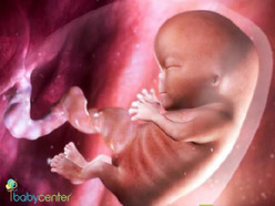 Embryo in the womb at 9 weeks of pregnancy