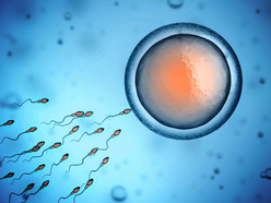 illustration of sperm swimming towards an egg