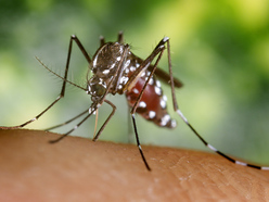 Mosquito sitting on a human skin