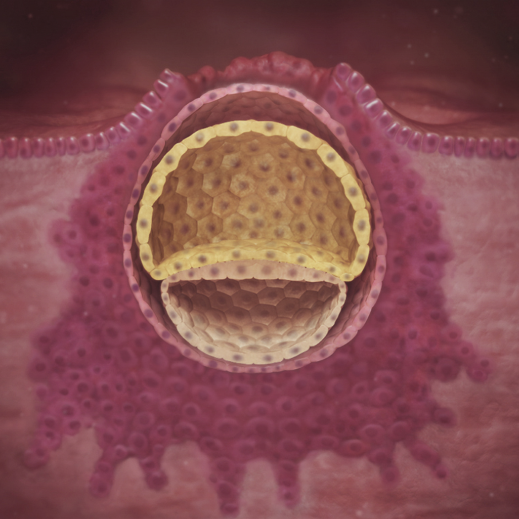 blastocyst which will develop into embryo and placenta