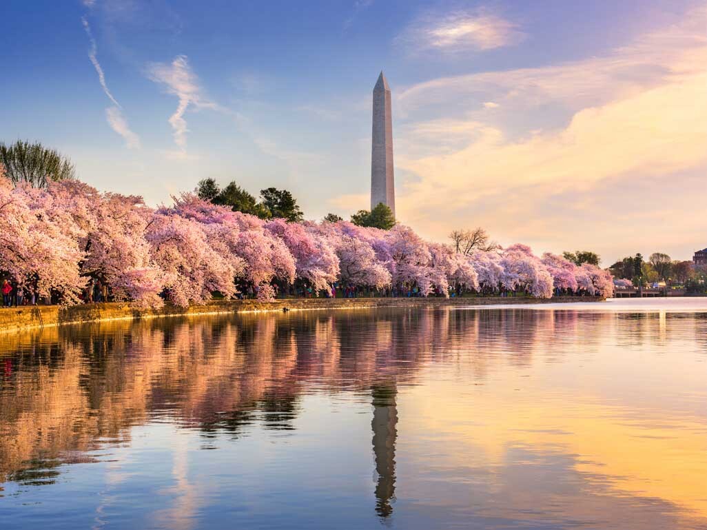 washington dc cherry blossoms