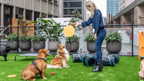 Two dogs waiting to catch a ball at the new Amazon Sydney dog playground