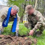 В Московской области при поддержке «Единой России» высадили аллею дубов в память о героях Великой Отечественной войны и СВО