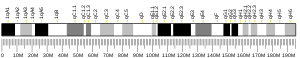 Chromosome 1 (mouse)