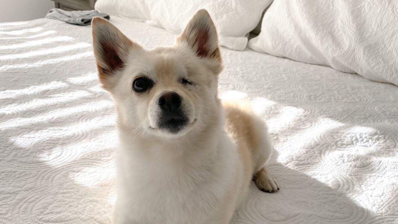 An image of a small white dog with one eye sitting on a bed