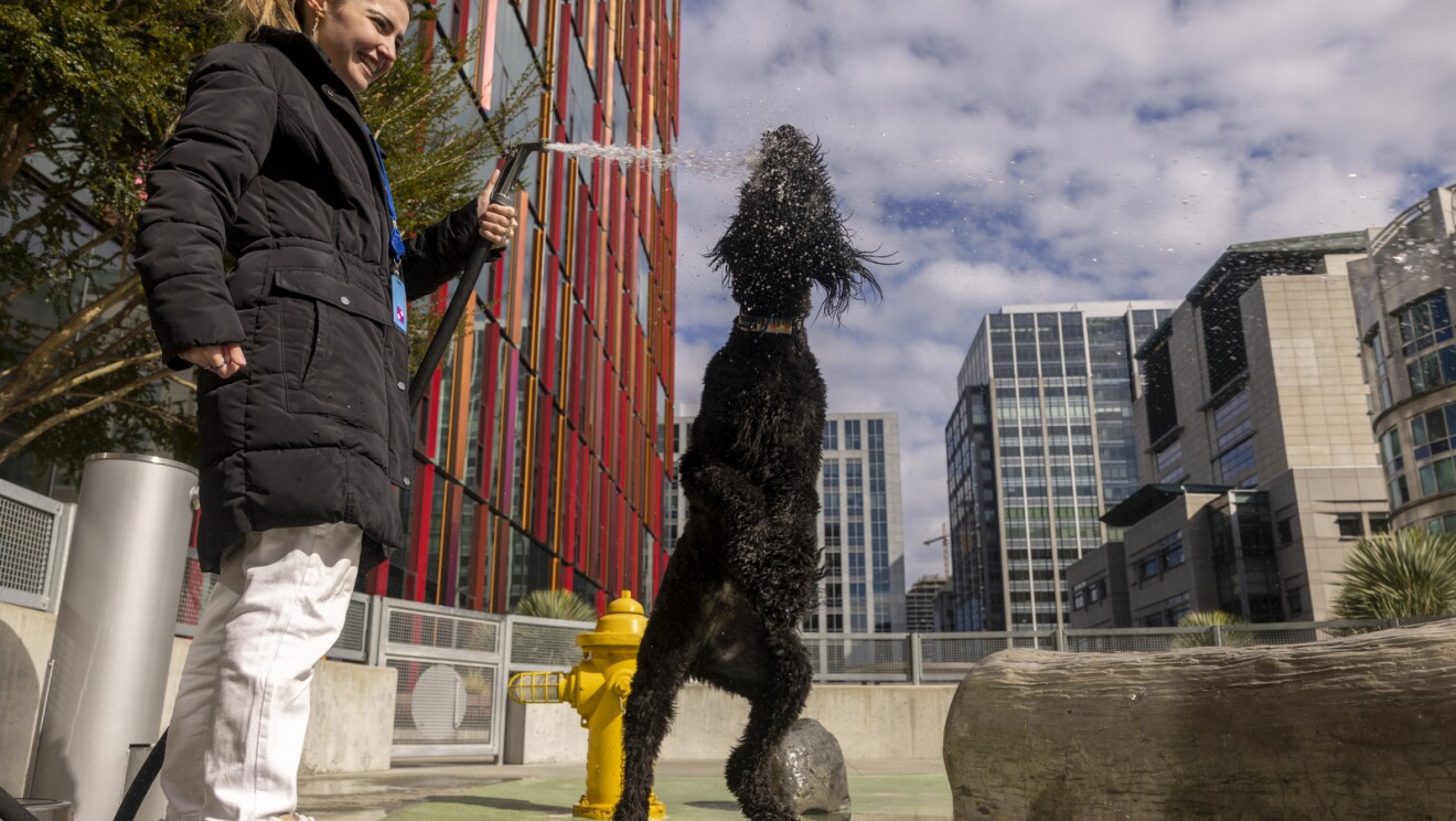 An image of a woman spraying a house while her dog drinks from it at the Amazon dog park in Seattle. 