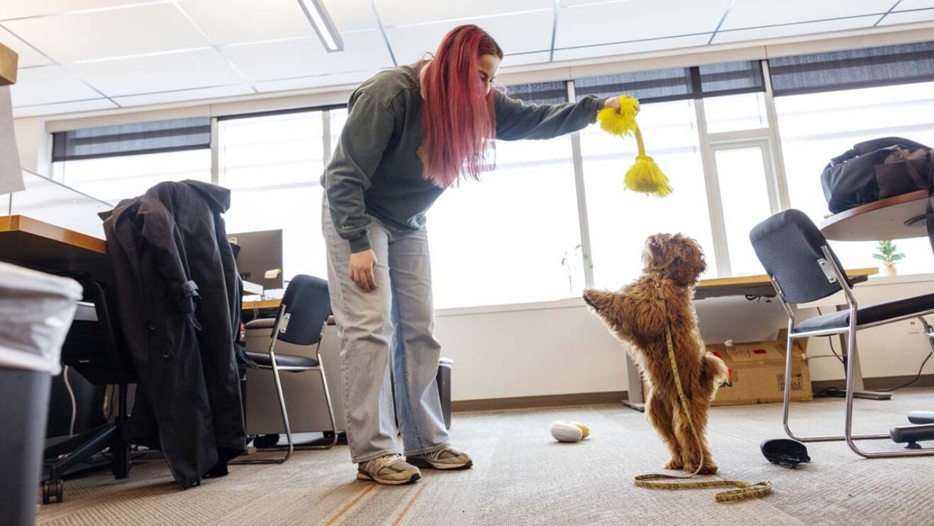 An image of dogs in the office at Amazon's Seattle headquarters with employees. 