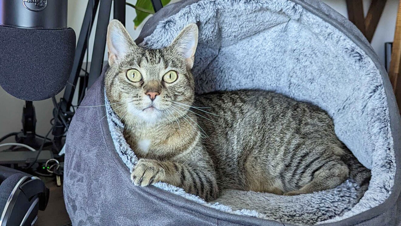 An image of a cat looking at the camera.