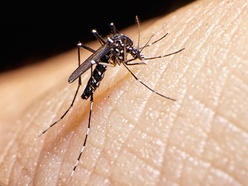 Mosquito on human skin