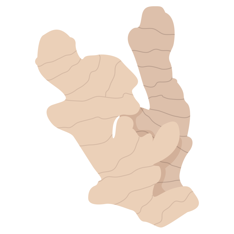 Ginger root illustration