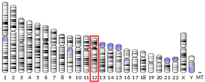 Chromosome 12 (human)