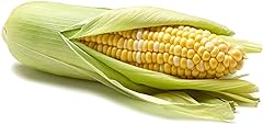 Bi-color Corn, 1 Ear