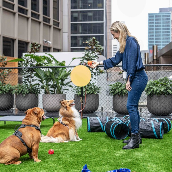 Two dogs waiting to catch a ball at the new Amazon Sydney dog playground