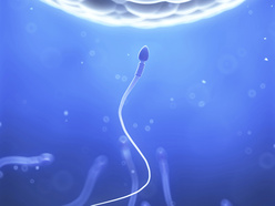 Sperm approaching an egg.