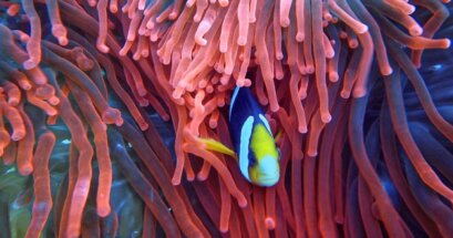 Image of a fish in reefs