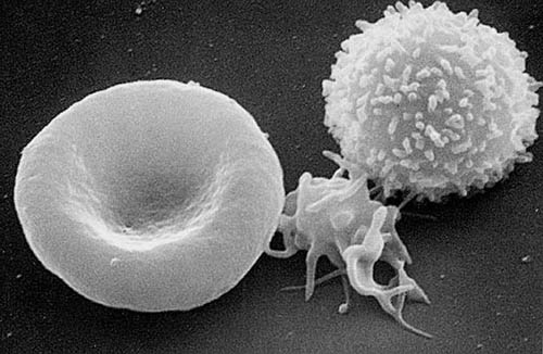 Le sang est composé à 55 % de plasma et à 45 % de cellules, globules rouges, globules blancs et plaquettes. Au cours des années, la composition du sang change et s'appauvrit en lymphocytes. © NCI-Frederic, Wikimedia Commons, cc by sa 3.0