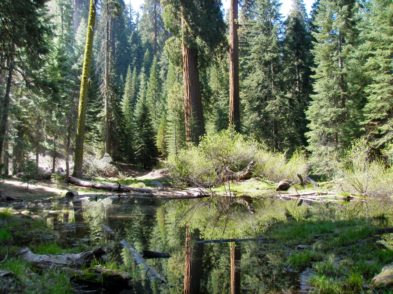 Forest and pond