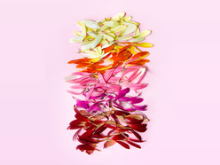 Different colors of flower petals arranged in color on a pink background