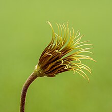 Az iszalag nemzetségbe tartozó Clematis texensis 'Princess Diana' magháza tollas magokkal, virágzási stádiumban. 71 felvétel segítségével, fókuszsorozat technikával készült kép