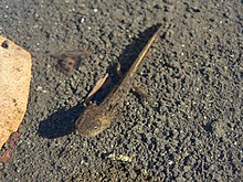 Larva of the long-toed salamander