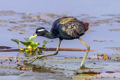 Bronze-winged jacana