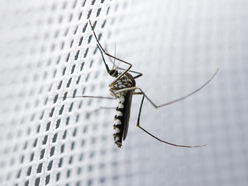 Mosquito on a mesh screen 