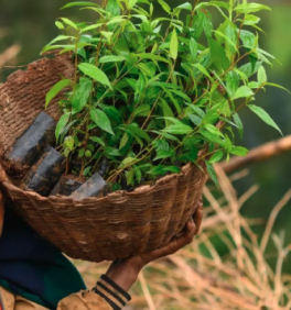 One Acre Fund seedlings