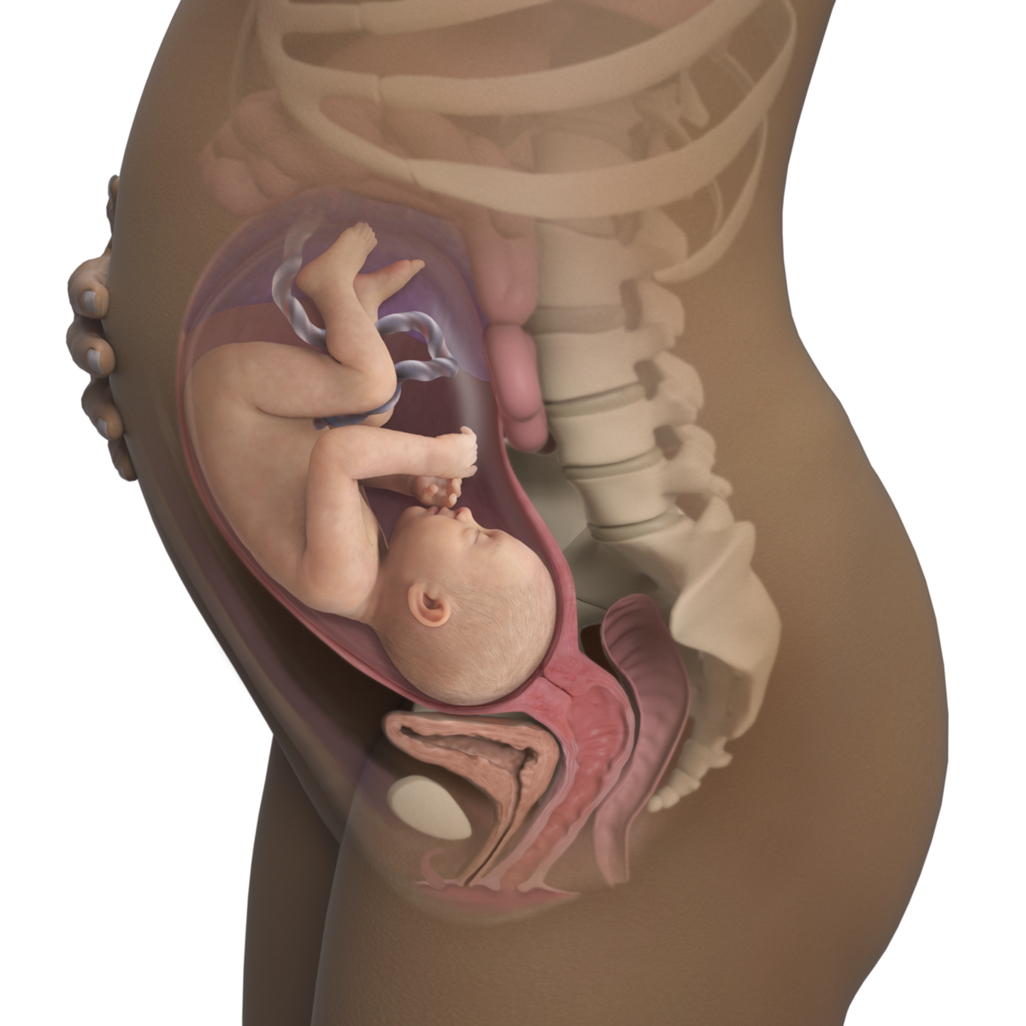 baby in womb at 32 weeks