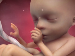 animation of fetus