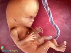 Baby in the womb at 14 weeks of pregnancy