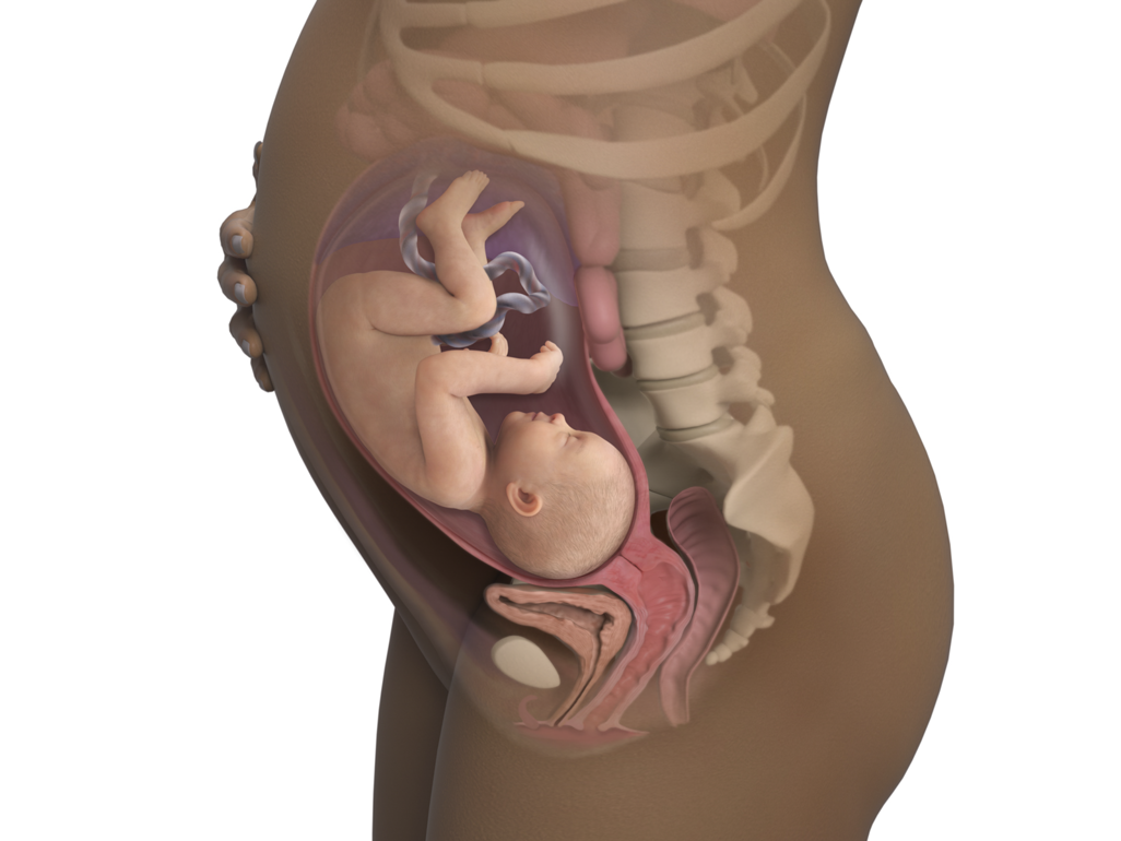 baby in womb at 33 weeks pregnant