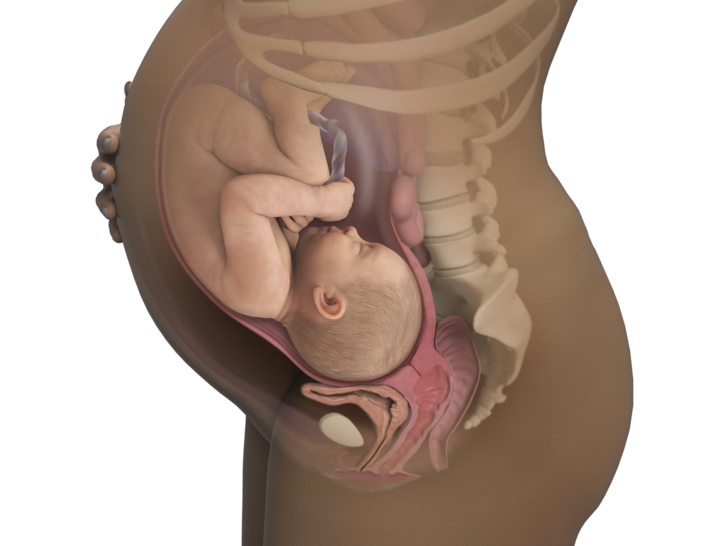 baby in womb at 40 weeks pregnant