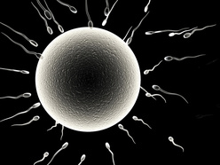 Spermatozoa arriving at an egg